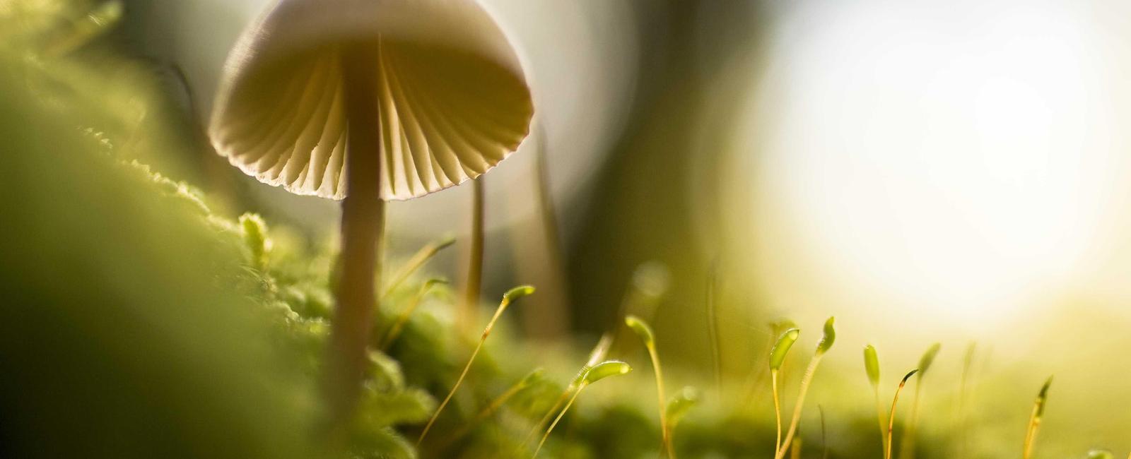 Nailing the WebRTC Call Start